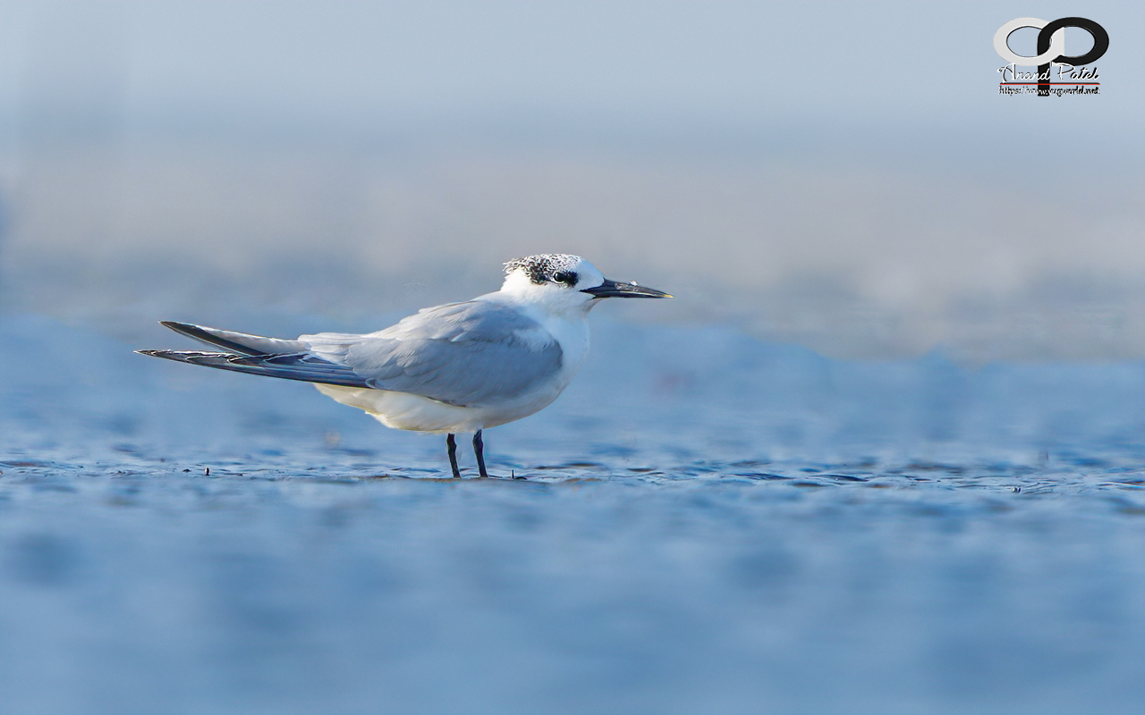 Sandwich Tern